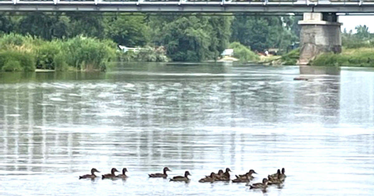 Pilica na SUP odcinek Białobrzegi - Warka